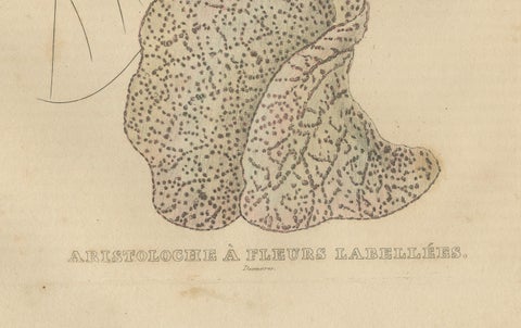 Antique Botanical Print of Aristolochia à Fleurs Labellées - 19th Century, close-up 1