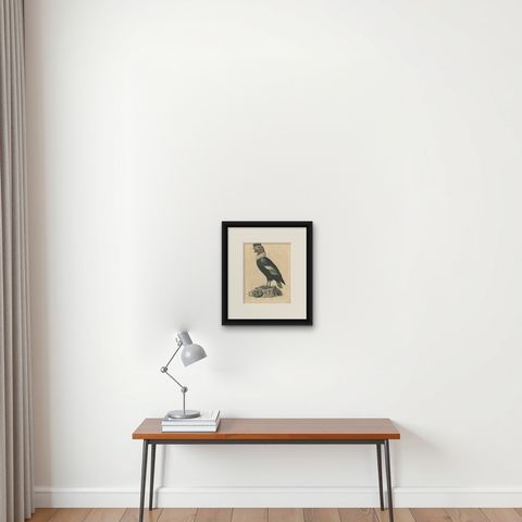 Condor Vulture Antique Lithograph Print, 1847, Detailed Ornithology, shown framed on a wall