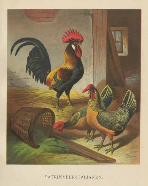 The Regal Partridge Italian Chicken - A Rare 19th Century Poultry Lithograph, close-up 6