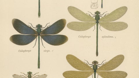 Calopteryx & Lestes Damselfly Lithograph from Die Geradflügler, 1908, close-up 3