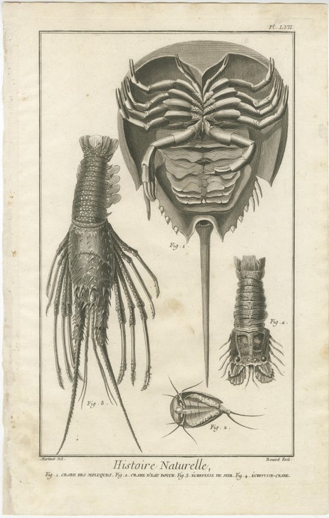 Pair of Antique Engravings of Crabs - Diderot & d’Alembert’s Encyclopédie, 1770, view 2