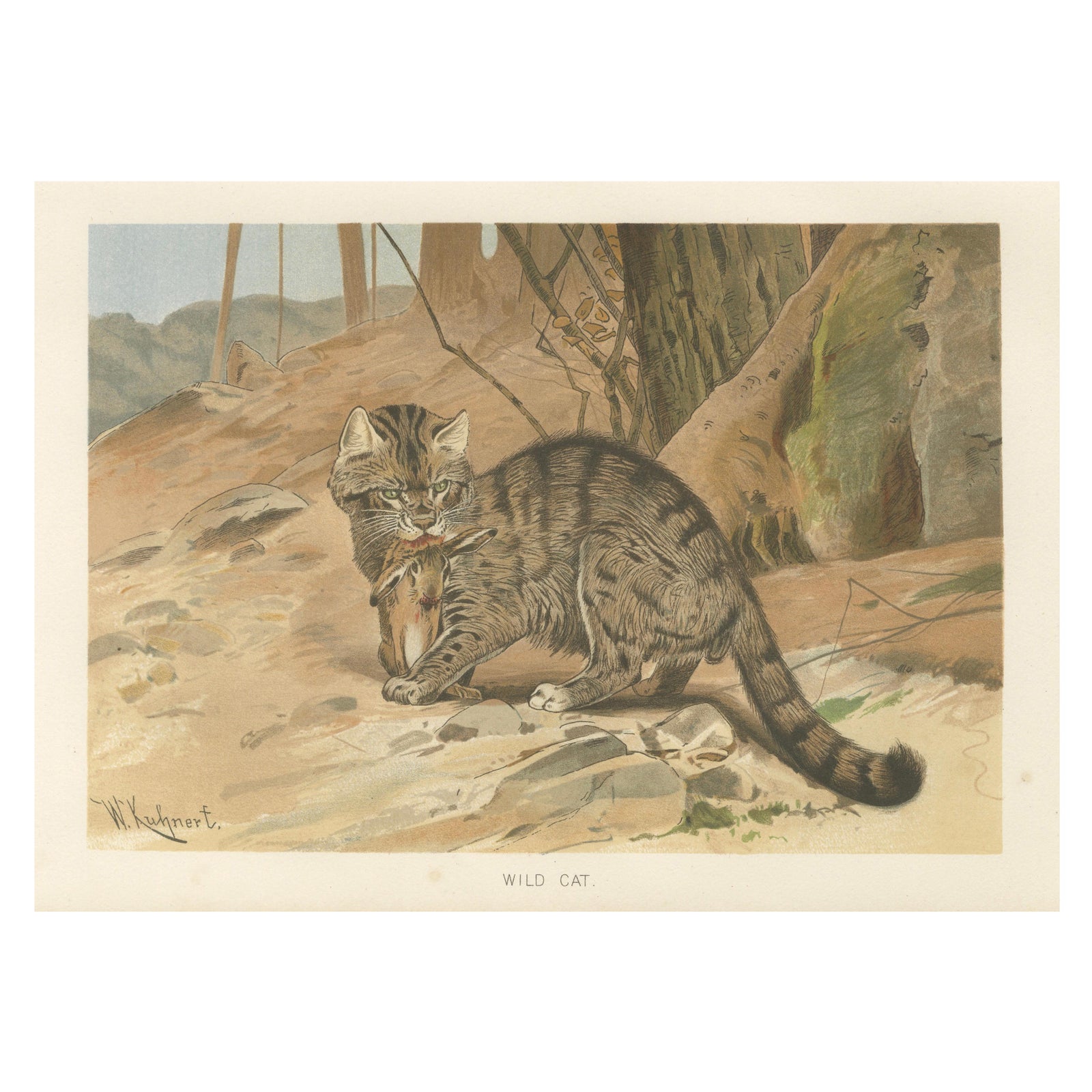 Wild Cat, Antique Zoological Print, Victorian Mammal Illustration, 1894