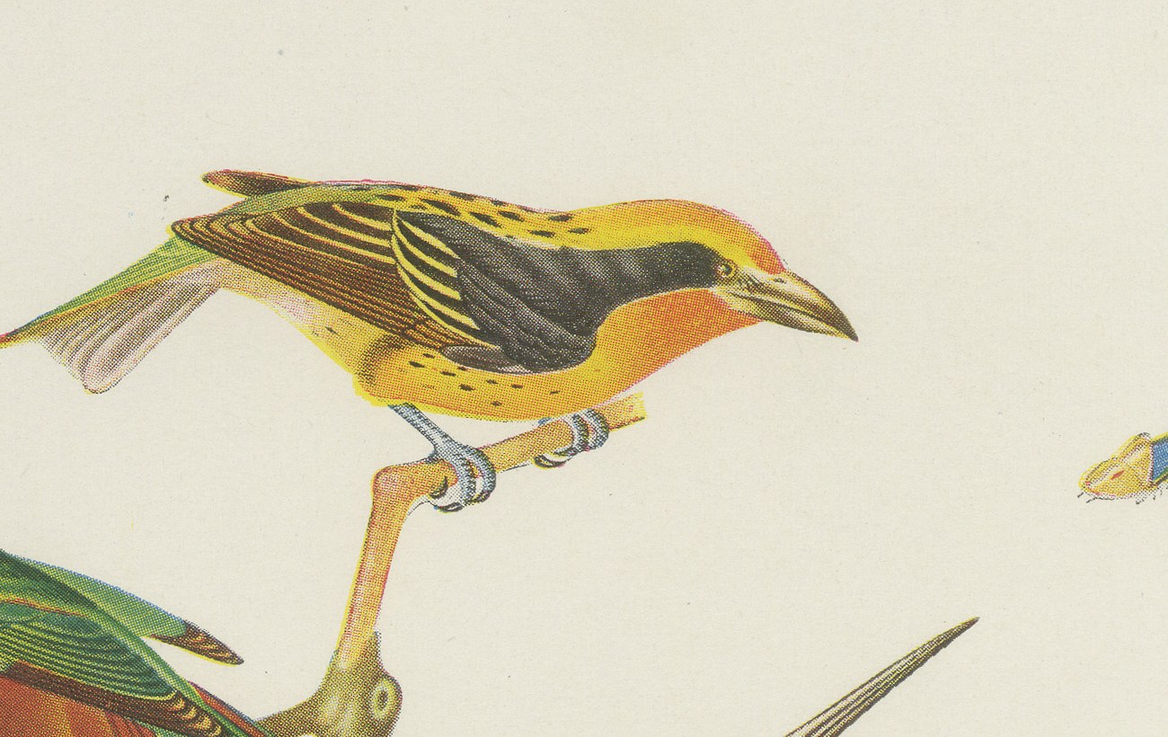 Jacamars and Motmots, Brazilian Bird Print, Descourtilz, 1944, view 3