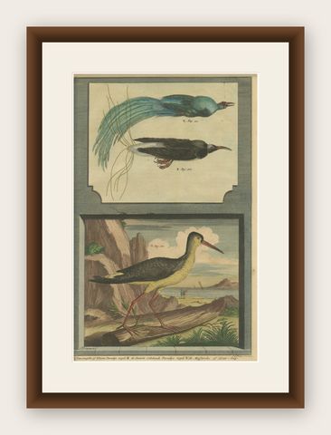Colored Print of Birds of Paradise and the Eurasian Woodcock, shown framed