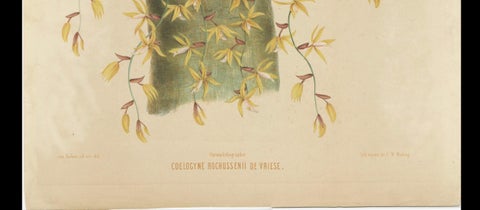 Large Orchid Illustrations of the Dutch East Indies: A Botanical Heritage, 1854, close-up 2