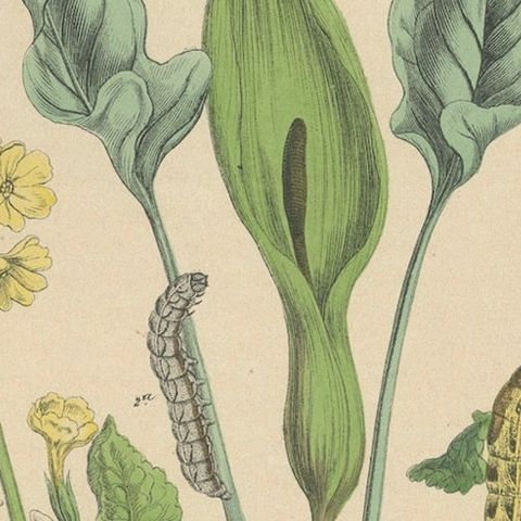 Owl Moths: Lover's Knot and Heart and Dart Lithograph by Kirby, 1882, close-up 6