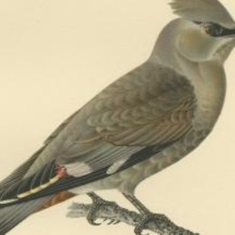 Antique Bird Print of the Bohemian Waxwing by Von Wright, 1927, close-up 2