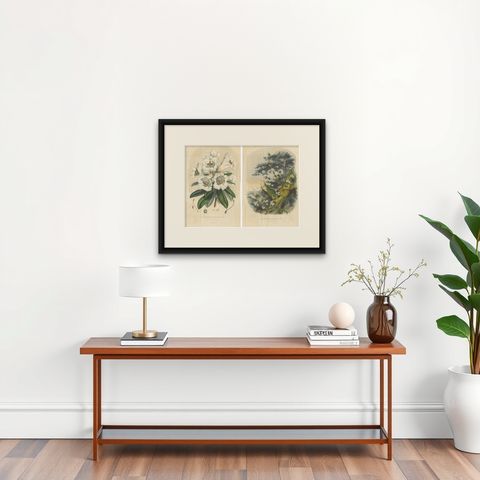 Set of 2 Antique Botany Prints, Rhododendron Dalhousiae, by Van Houtte '1849', shown framed on a wall