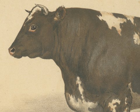 Durham Shorthorn Bull, British Cattle Chromolithograph by Olivier de Penne, 1863, close-up 1
