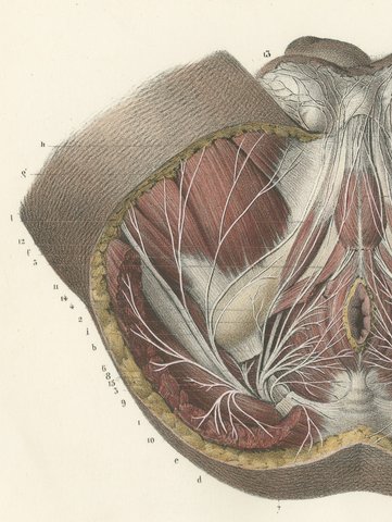 Nerves of the Male Perineum, Antique Hirschfeld Anatomy Print, 1866, view 3