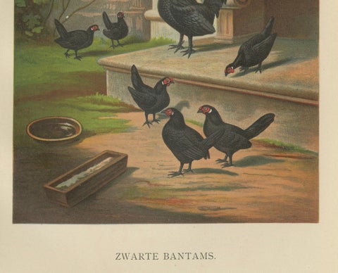 The Elegant Black Bantams - A Rare 19th Century Poultry Lithograph, close-up 1