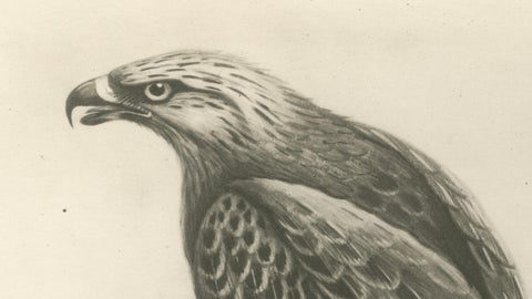 Antique Honey Buzzard Bird Prints by Lilian M. Medland, Set of Two, 1908, close-up 1