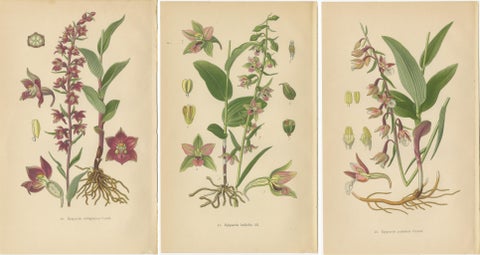 Epipactis Enchantment: A Trio of Botanical Illustrations from 1904, view 5