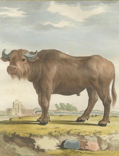 Antique Buffalo Engraving, Buffon Hand-Coloured Print Amsterdam 1769, close-up 4