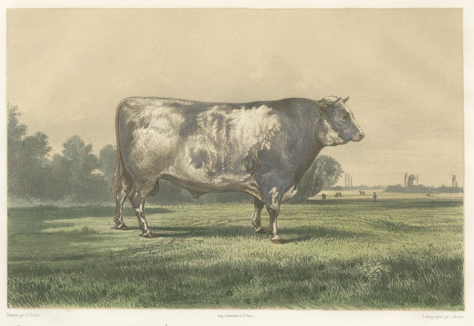 Markob, Durham Shorthorn Bull of Corbon, Antique Print, 1873