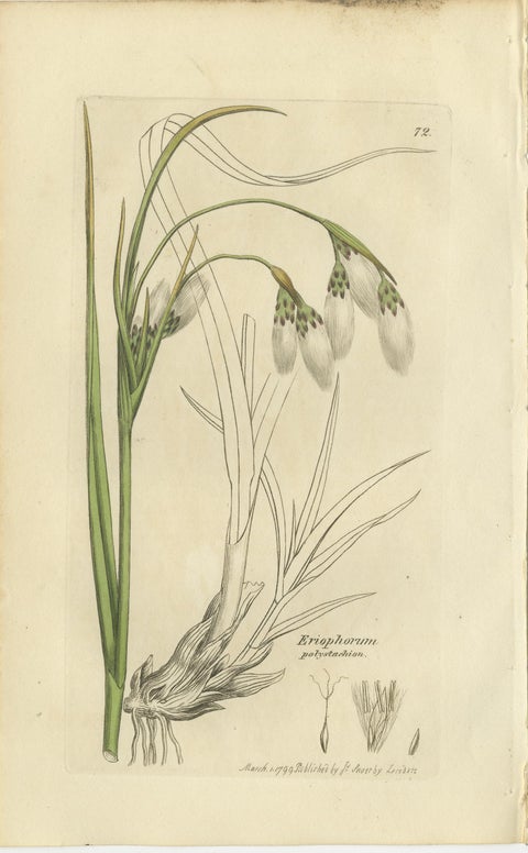 Set of 8 Antique Botanical Engravings of Bulrush, Cottongrass & Arrowgrass, 1830, view 9