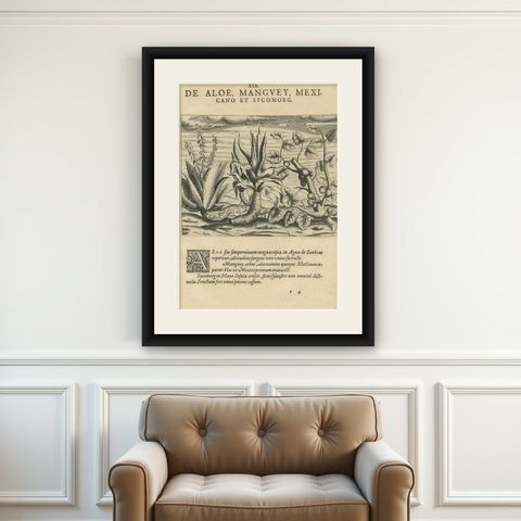 New World Flora: Aloe, Maguey, and Mexican Plants in De Bry's 1601 Work, shown framed on a wall
