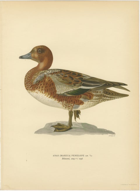 1929 Swedish Ornithology Lithographs, Eurasian Wigeon Trio, view 3