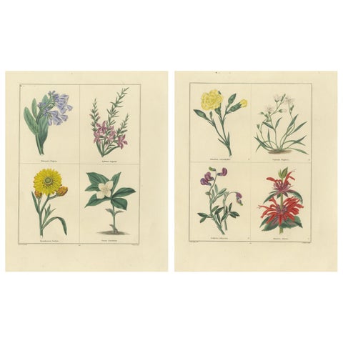 Charming Pair of Antique Floral Engravings for Wall Décor, 1828