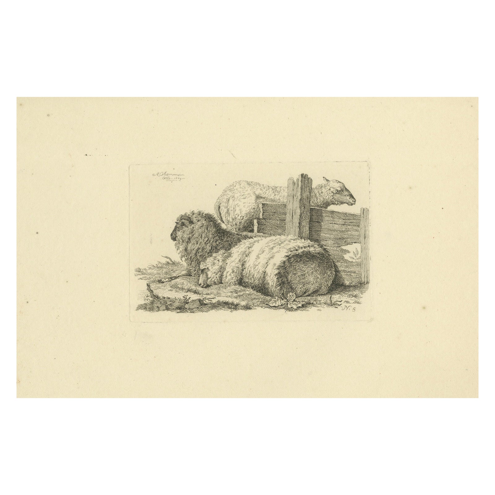 Etching of Three Sheep Resting by Fence: Farm Animal Study, by Oberman in 1810