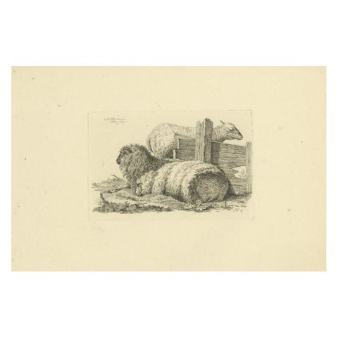 Etching of Three Sheep Resting by Fence: Farm Animal Study, by Oberman in 1810