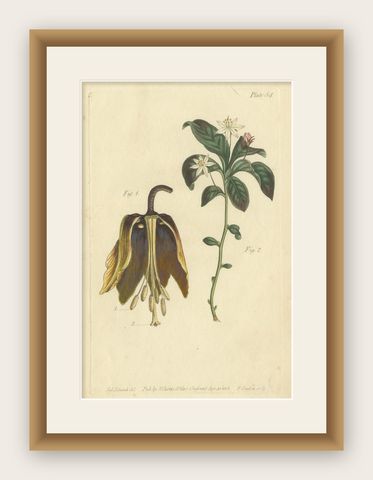 Antique Botanical Print of Banana Shrub and Starry Wild Jasmine, 1803, shown framed