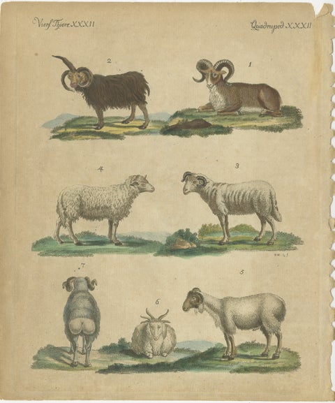 Antique Handcolored Engraving of Sheep and Rams, c.1800, view 2