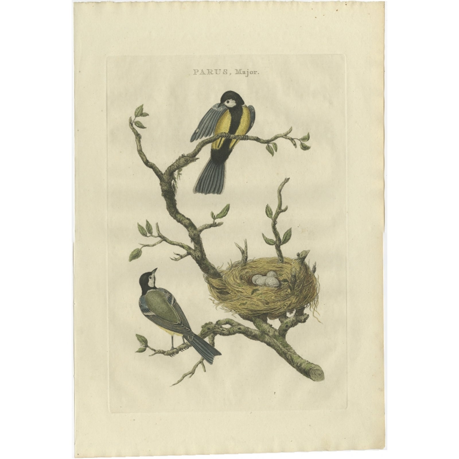 Antique Bird Print of the Great Tit Bird with Eggs by Sepp & Nozeman, 1789