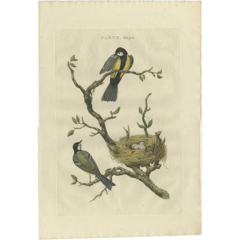 Antique Bird Print of the Great Tit Bird with Eggs by Sepp & Nozeman, 1789