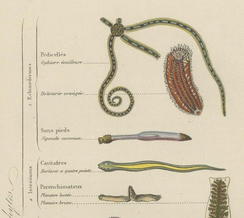 Interesting and Decorative Antique Print of Various Zoophytes, 1854, close-up 1