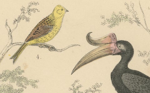 Songbirds & Tropical Birds Print: Hornbill, Bee-eater, Crow, Antique 1867, close-up 6