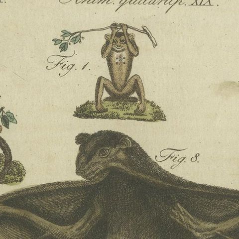Antique Animal Print of Lemur Species by Bertuch, circa 1800, close-up 1
