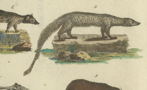 Antique Handcolored Engraving of Civets, Mongooses, and Badgers, c.1800, close-up 2