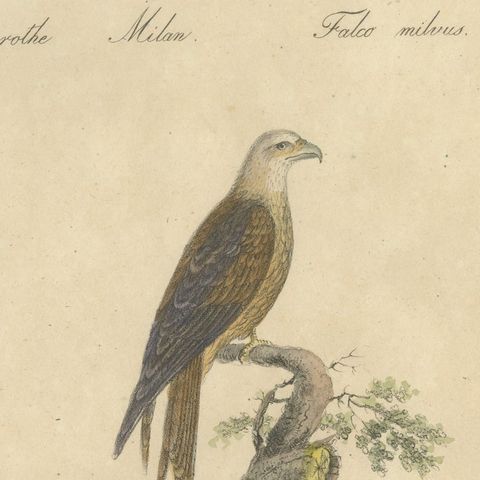 Antique Birds of Prey Lithograph by Karl Joseph Brodtmann, 1816, close-up 6