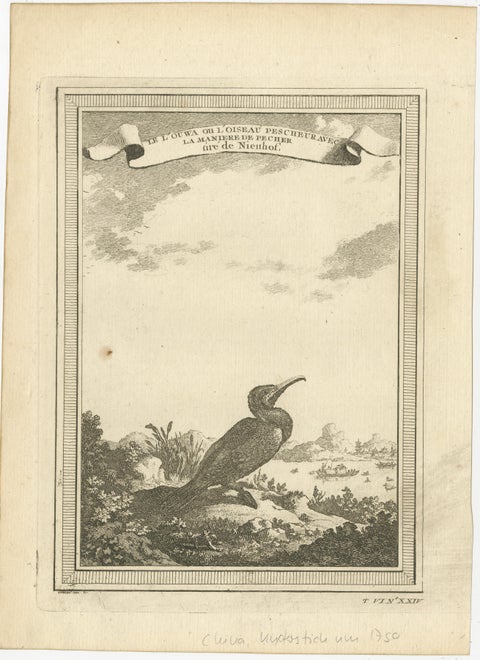 Antique Bird Print of a Chinese Cormorant on a Rocky Shoreline, view 2