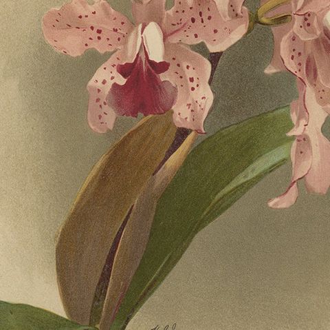Gorgeous Impressive Large Folio Size Antique Print of an Orchid, 1888, close-up 6