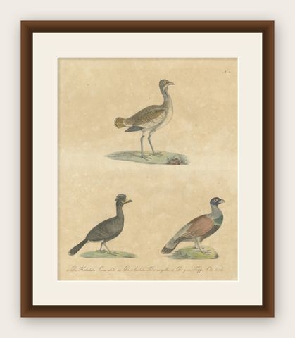 Antique Game Birds & Bustard Lithograph by Karl Joseph Brodtmann, 1816, shown framed
