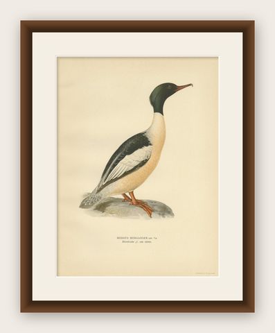 Antique Bird Print of the Common Merganser by Von Wright '1929', shown framed
