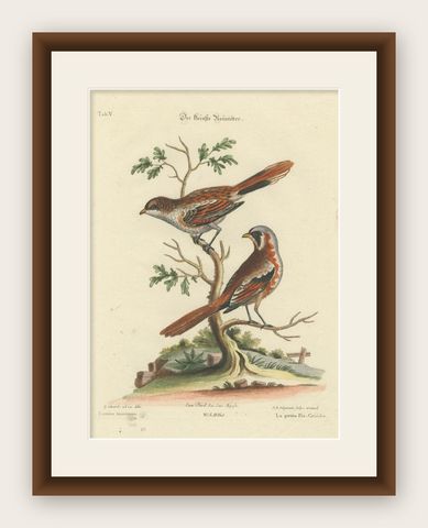 The Lesser Grey Shrike Bird in a Hand-Colored Engraving, 1749, shown framed