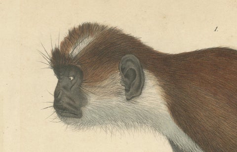 Rare Vintage Print: Olive Colobus Monkey - Natural History Art, circa 1853, close-up 5