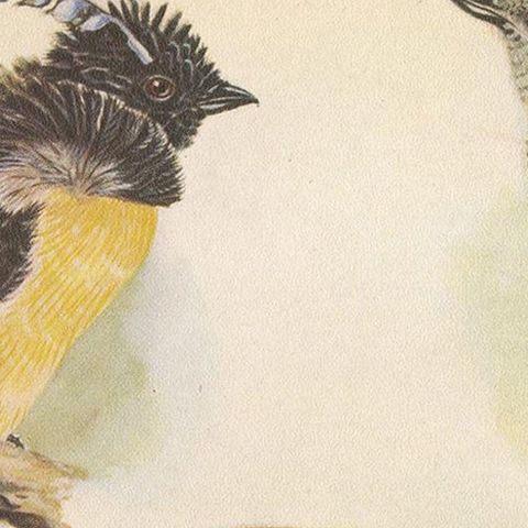 Antique Print of the Enameled Bird, Shield-Bill & Loria's Bird, 1950, close-up 1