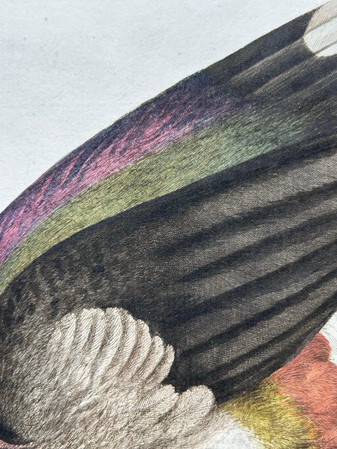 Northern Lapwing Print, Tringa Vanellus Vulgaris by Nozeman and Sepp, 1770, view 7
