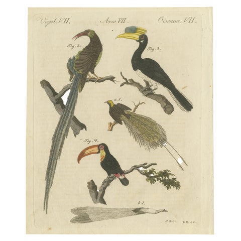 Original Antique Print of Toucan, Hornbill and Birds of Paradise, 1790