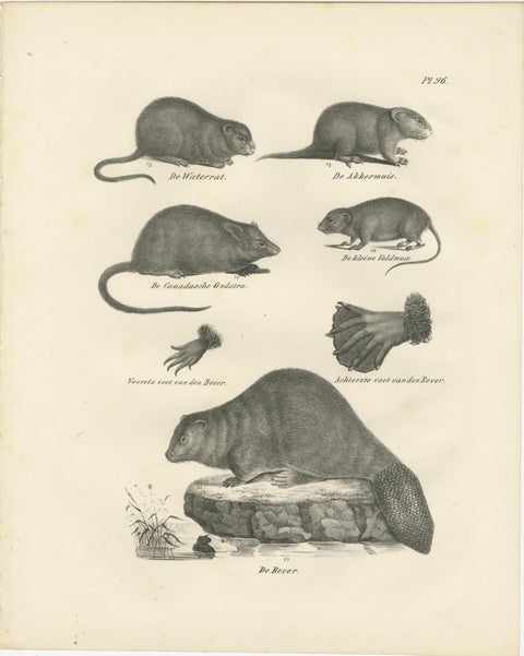 19th-Century Zoological Lithograph of Beavers, Muskrats and Field Mice, view 2