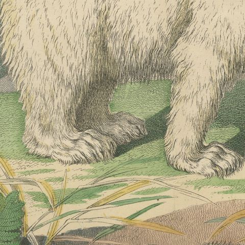 Antique Polar Bear Print with Bats, Hedgehog and Wolverine, Kolb, circa 1890, close-up 6