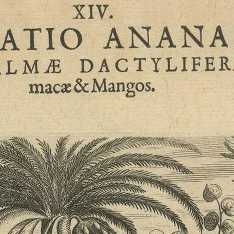 Cornucopia of India: Pineapples, Betel, Date Palms, Soursop, and Mangoes, 1601, close-up 6