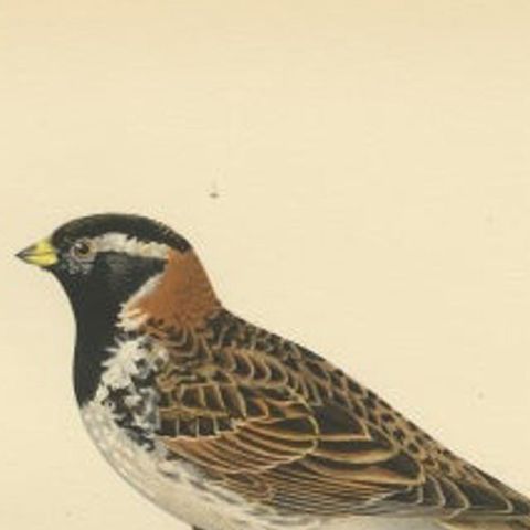Antique Bird Print of the Lapland Longspur by Von Wright, 1927, close-up 1
