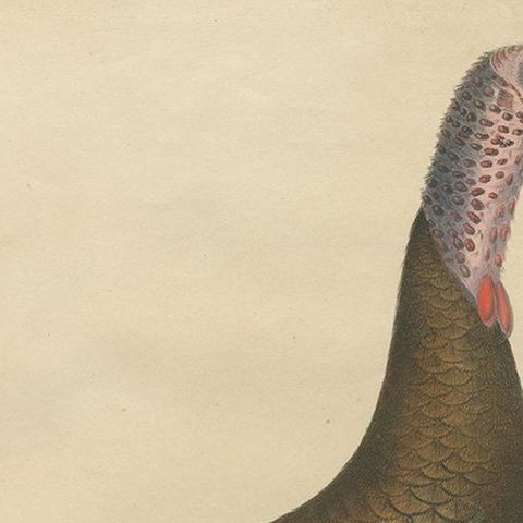 Gatt Meleagris Antique Lithograph Print of Wild Turkey, Circa 1824, close-up 1