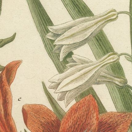 Botanical Elegance: Antique Engravings from Johann Weinmann's Masterpiece, 1748, close-up 5