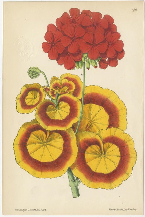 Set of 4 Antique Botany Prints, Red, by Brooks 'c.1870', view 3